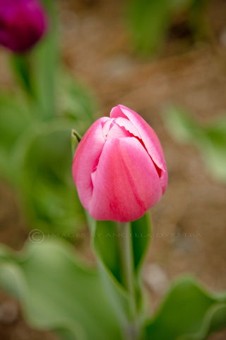 Tulip Tulip