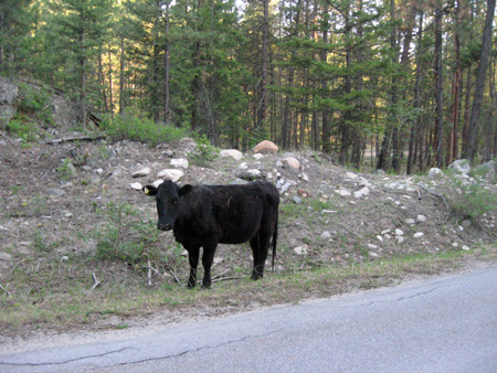 Moo Moo