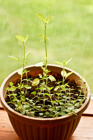 Herbs Herbs
