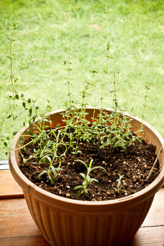 Herbs Herbs