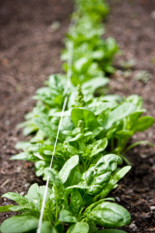 Spinach Spinach