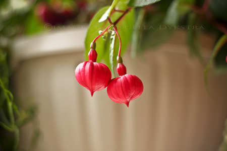 Budding Budding