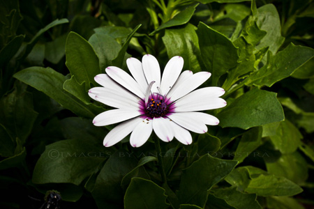 Flower Flower