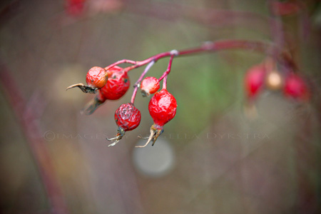Berries Berries