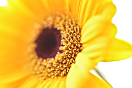 Yellow Daisy Yellow Daisy