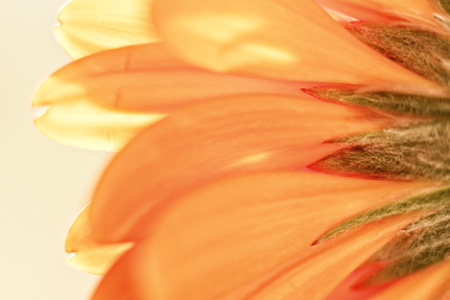 Faded Daisy