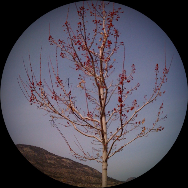 Cherry blossoms. All Fish-eyed and such,
