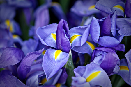 Purple is awesome