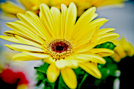 Yellow