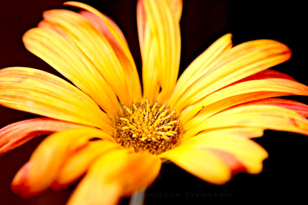 Yellow Gerbera