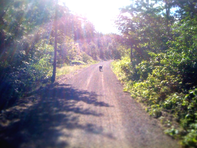 The Littlest Hobo