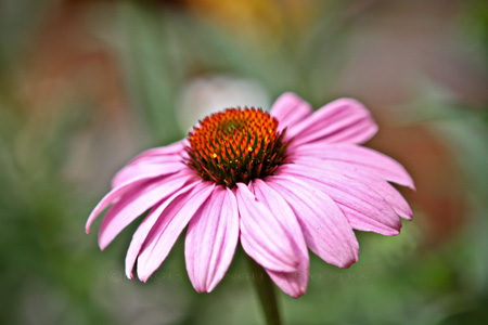 Pretty in Pink
