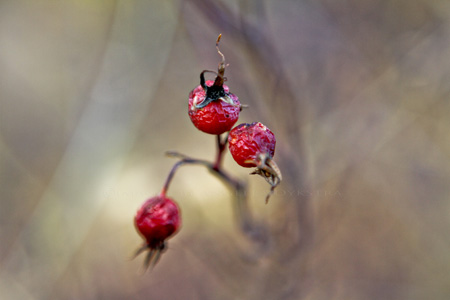 Berries