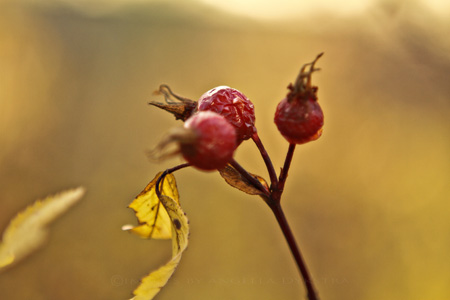 Berries