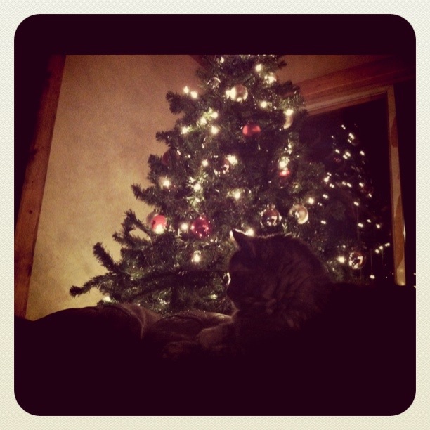 Hello, Kitty