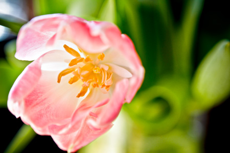 Tulip