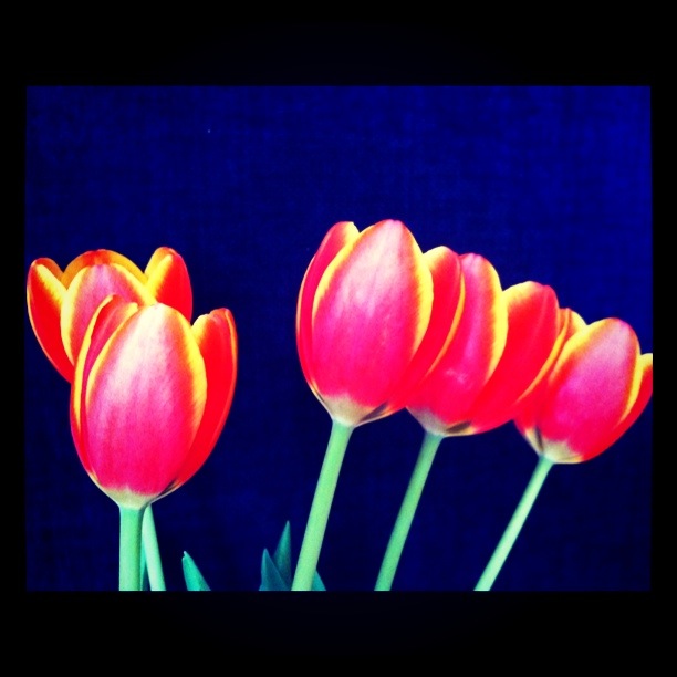 Tulips