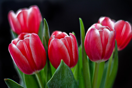 Tulips! Just pretend there are unicorns, too.