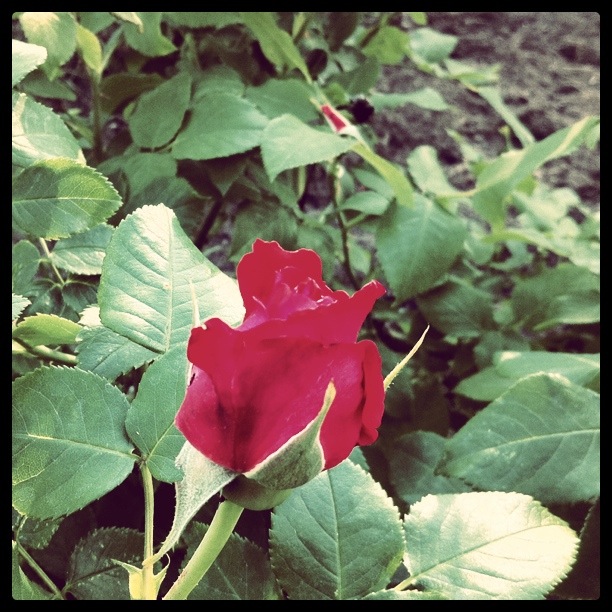 Rosebud