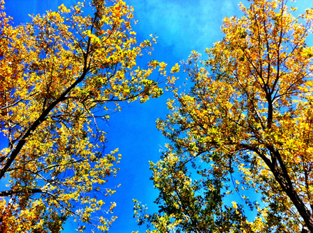Lakeside trees