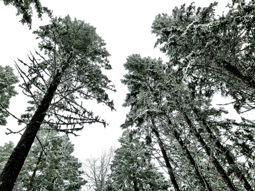 Trees