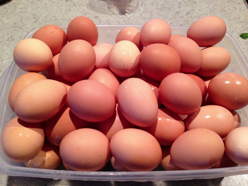 Eggs!