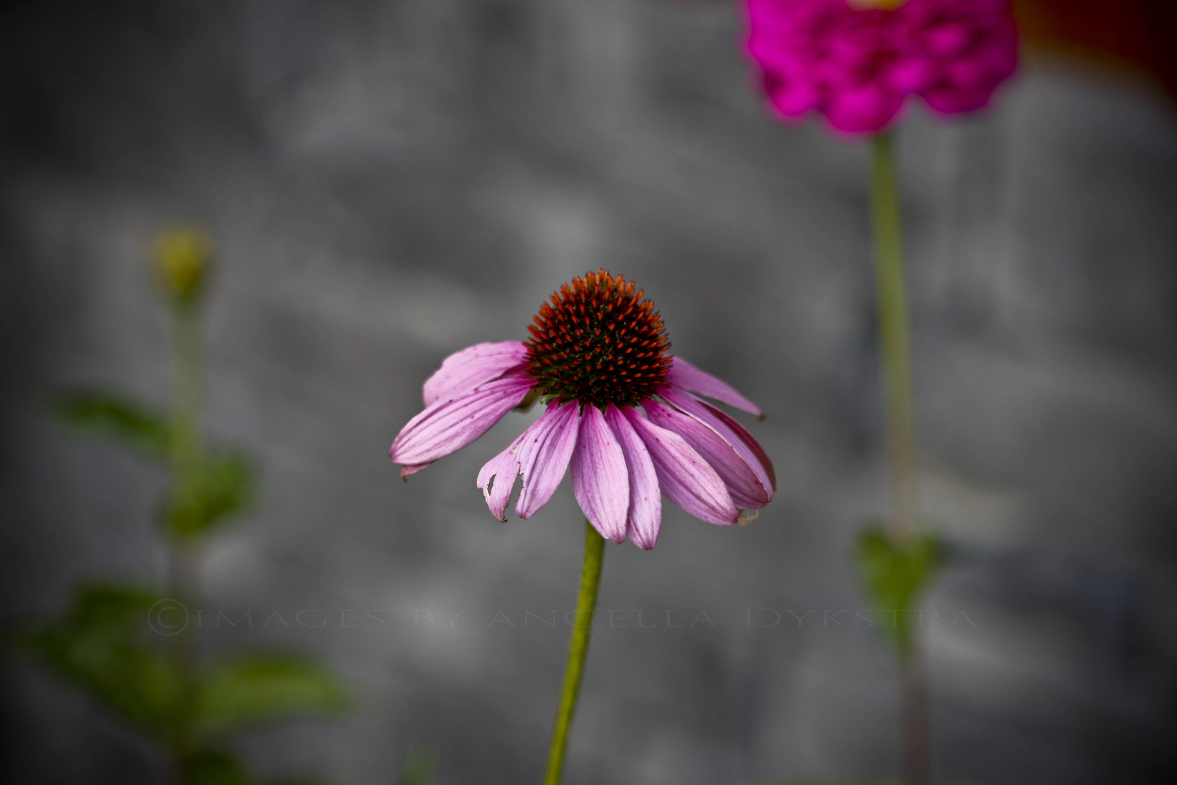 how to blur background on zoom windows how to blur background on zoom windows
